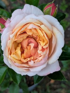 A FOND FAREWELL (floribunda)